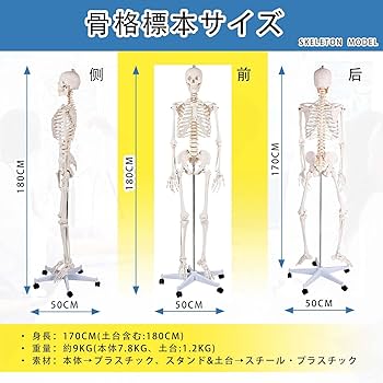 Amazon.co.jp: SUDOO 骨模型 全身 等身大 人体模型 170cm 骨格模型 高
