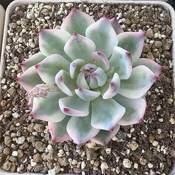 71jgvNT2iuL._AC_UF350,