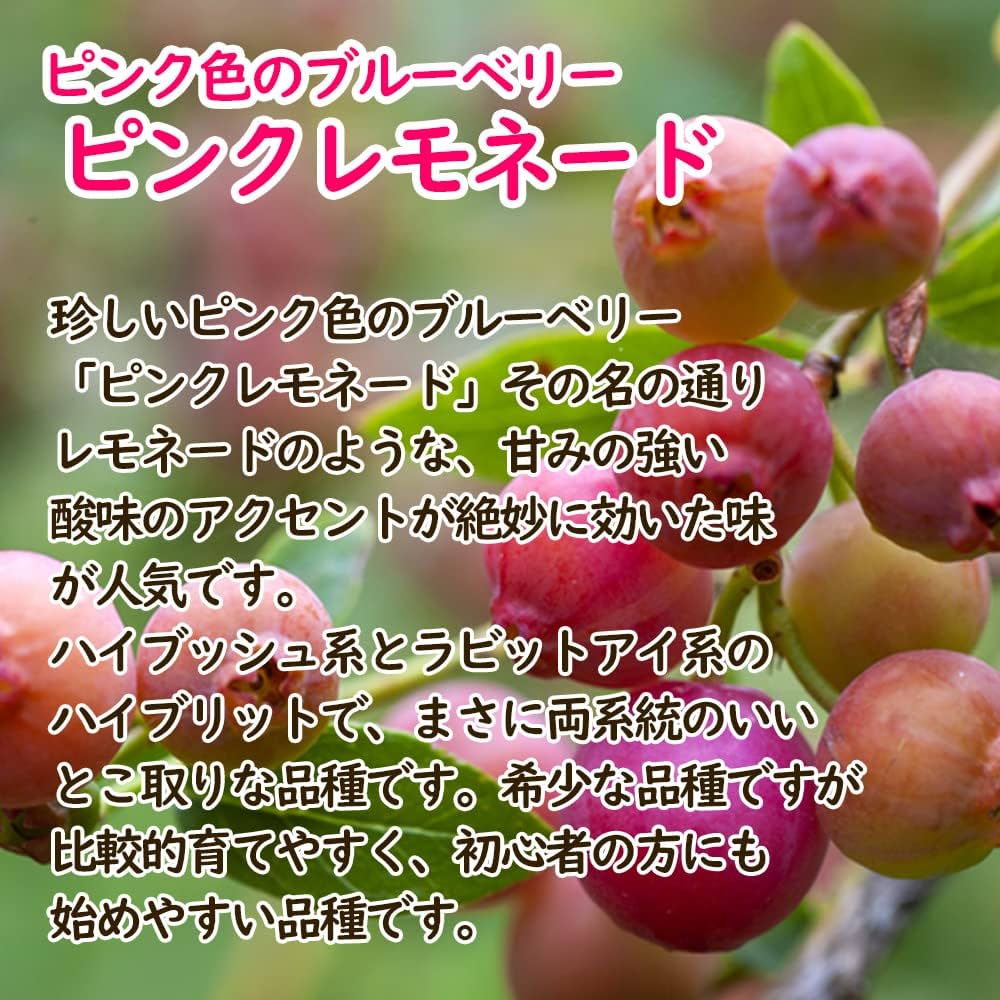 Amazon.co.jp: ピンク色のブルーベリー 「 ピンクレモネード