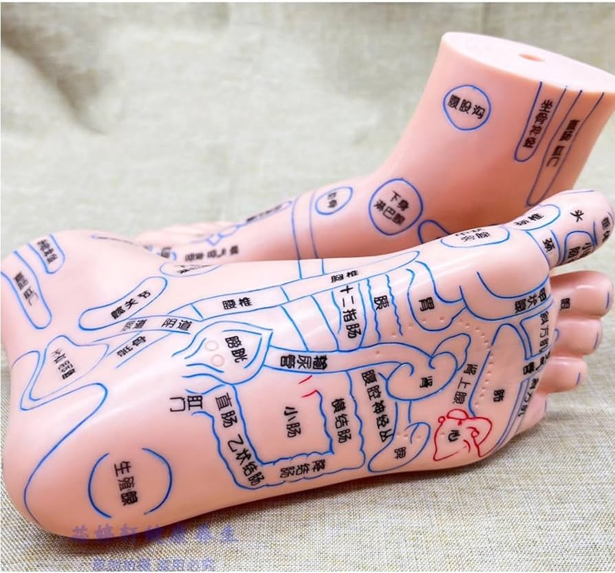 Amazon.co.jp: 4 アイテム 耳と手と足のツボモデル 耳ツボ 模型 手鍼