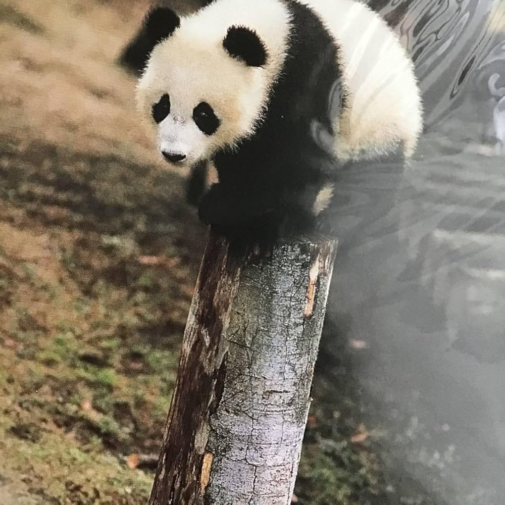 シャンシャンポストカードブック5册（新品未開封） シャンシャンポスト