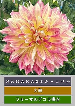 Amazon.co.jp: 未発芽ダリア球根セット【予約販売】11月出荷予定分 (4