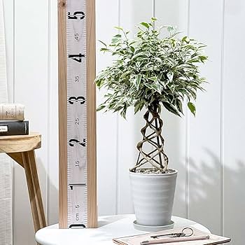 Amazon｜PLANCHU 観葉植物 フィカス ベンジャミン スターライト