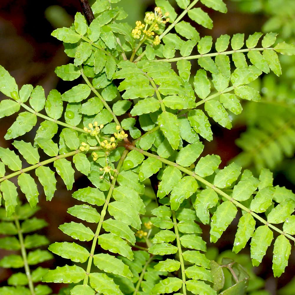 Amazon.co.jp: 葉山椒(ハザンショウ) 15cmポット苗 雄株【品種で選べる