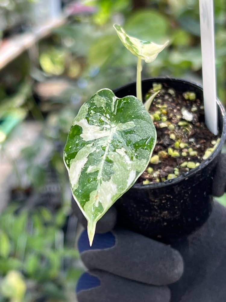 Amazon｜アロカシア ブラックベルベット, ピンク斑入り観葉植物