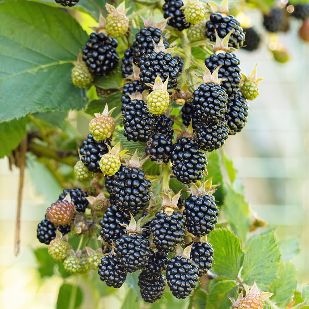 Amazon.co.jp: ブラックベリーの苗木 トリプルクラウン 12cmポット