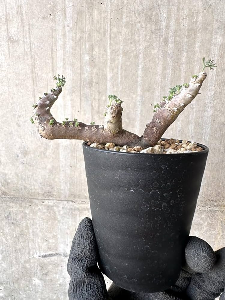 Amazon｜【現品限り】サルコカウロン・ムルチフィズム 現地株 おそらく