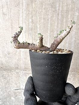 Amazon｜【現品限り】サルコカウロン・ムルチフィズム 現地株 おそらく