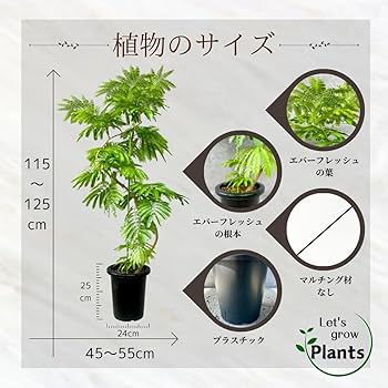 Amazon｜SUZUHA 観葉植物 本物 エバーフレッシュ 曲がり仕立て 8号
