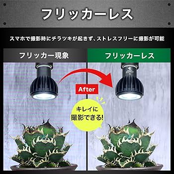 Amazon.co.jp: Kaiju Plant 怪獣ビームLOW ぐんぐん育つ 室内園芸用