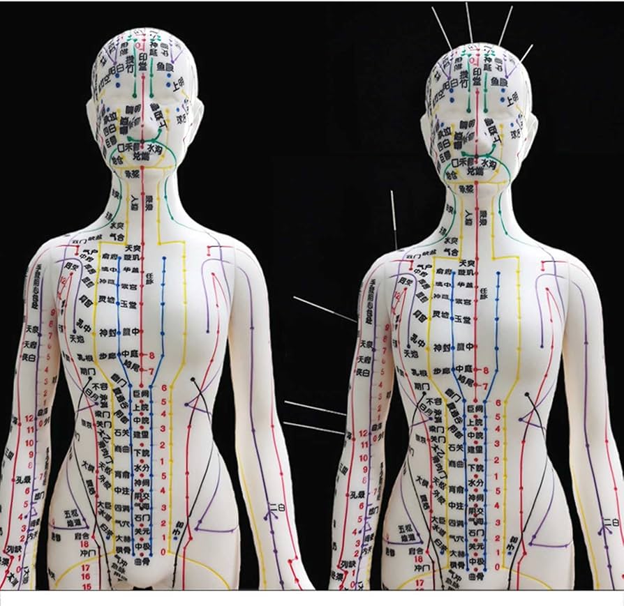 Amazon.co.jp: 鍼灸モデル、人体の鍼灸モデル60cmクリア経絡ツボモデル