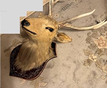 Amazon.co.jp: 豪華鹿シカはく製剥製角置物インテリア蝦夷シカ北海道