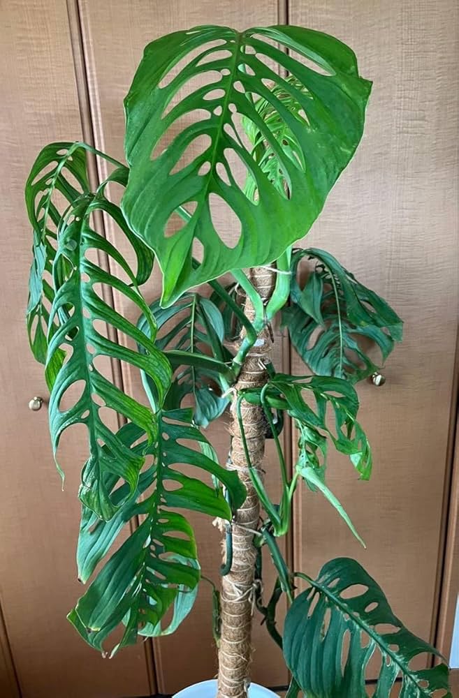 Amazon｜モンステラ エスケレート Monstera esqueleto 大葉 茎｜観葉