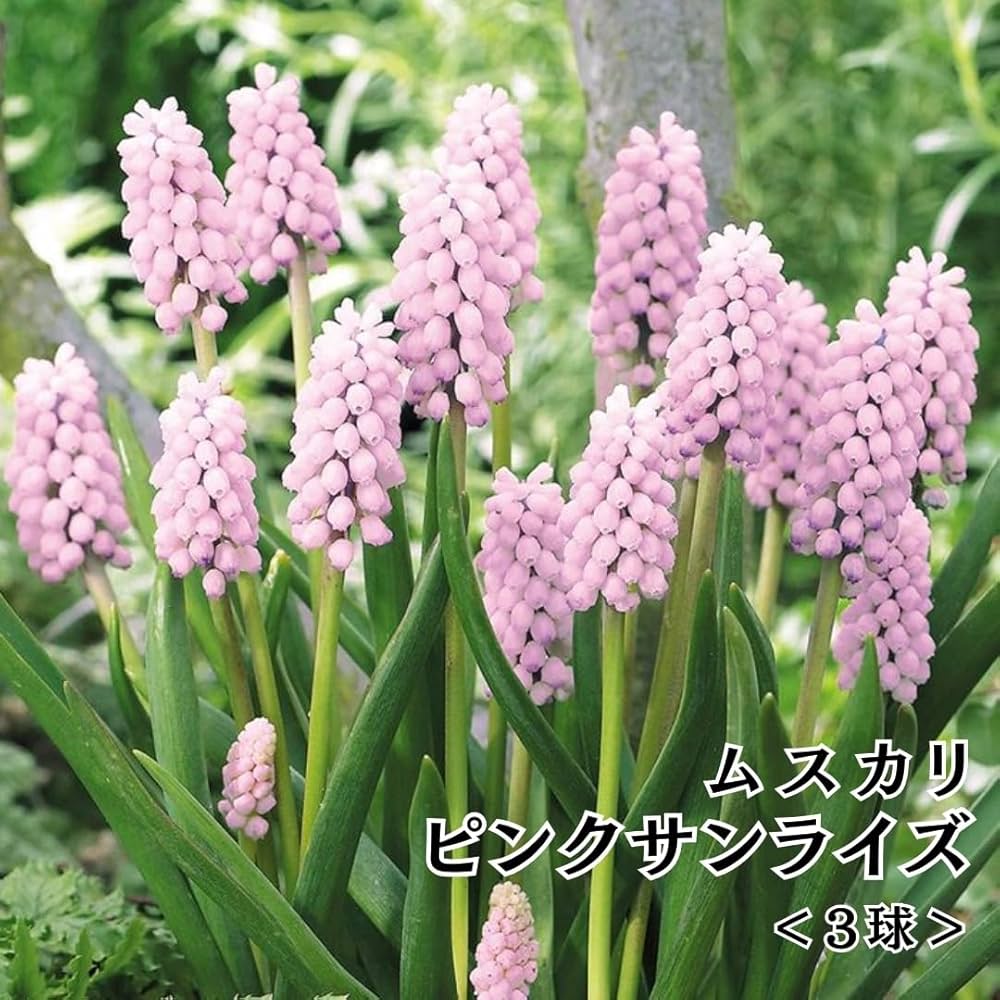 Amazon.co.jp: ムスカリ ピンクサンライズ 球根 1個3球入り 日本産