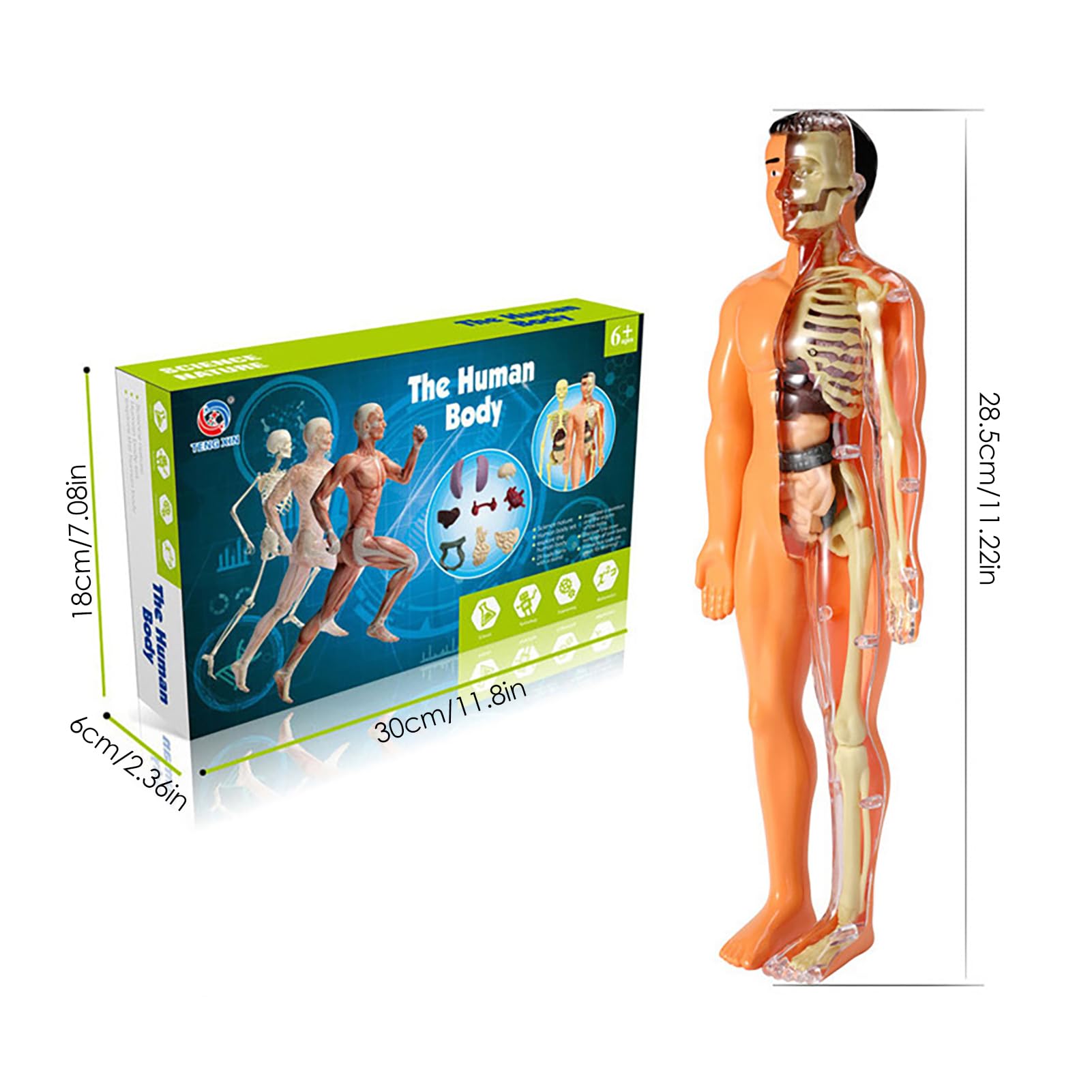 Amazon.co.jp: 体の解剖学パズル | 人間の骨格胴体モデル