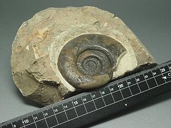 Amazon | デボン紀アンモナイトの化石【Platyclymeniasp.】【864g