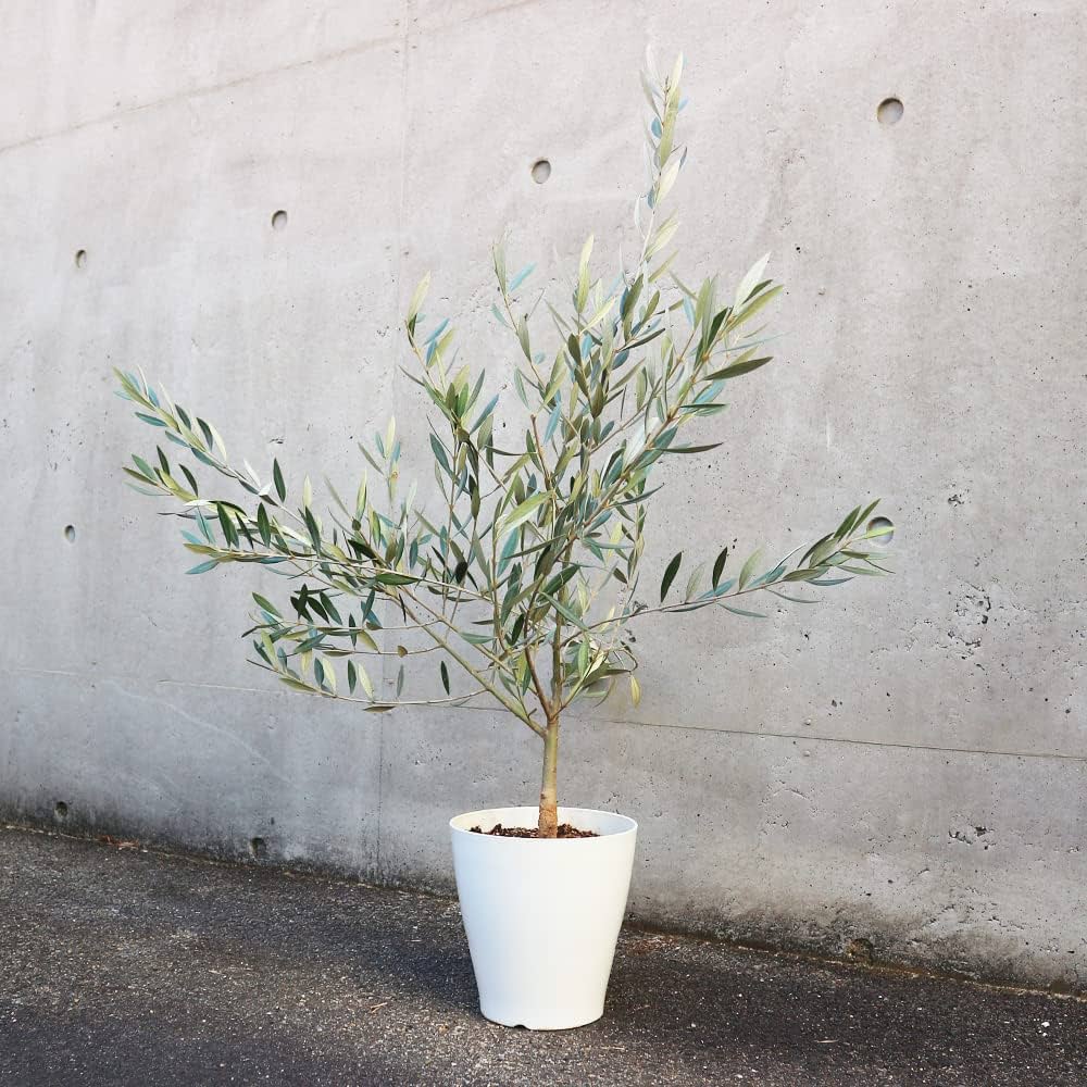 Amazon.co.jp: オリーブの苗木 品種：ホジブランコ(オヒブランカ) 6号