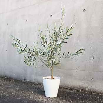 71pj7jaYYYL._AC_UF350,