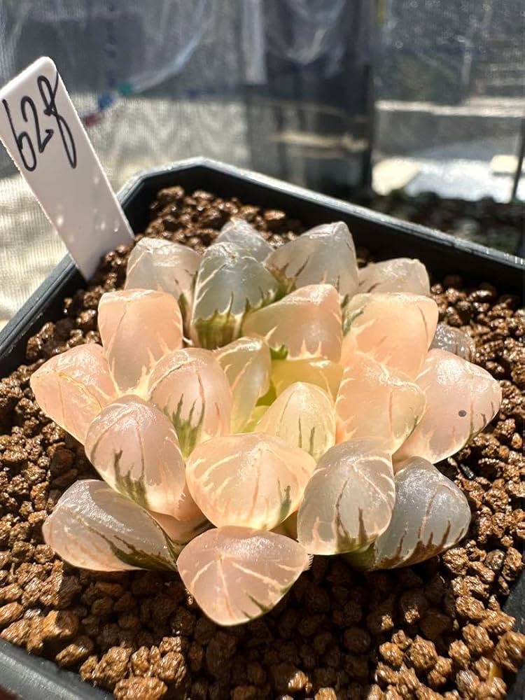 Amazon｜ハオルチア 多肉植物 水晶オブツーサ錦 実生糊斑｜観葉植物