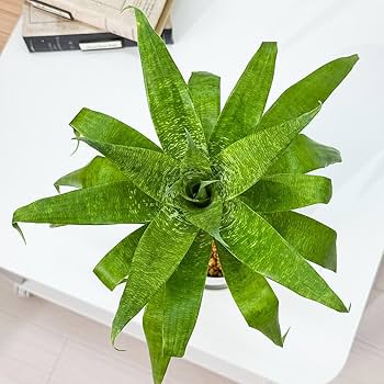 Amazon｜PLANCHU 観葉植物 フリーセア オスピナエ 4.5号 鉢受け皿付き
