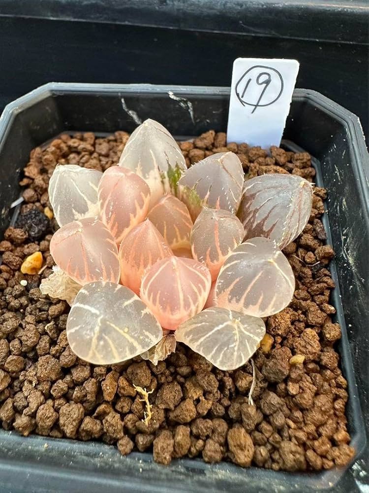 Amazon｜ハオルチア 多肉植物 白蓮オブツーサ錦 糊斑｜観葉植物