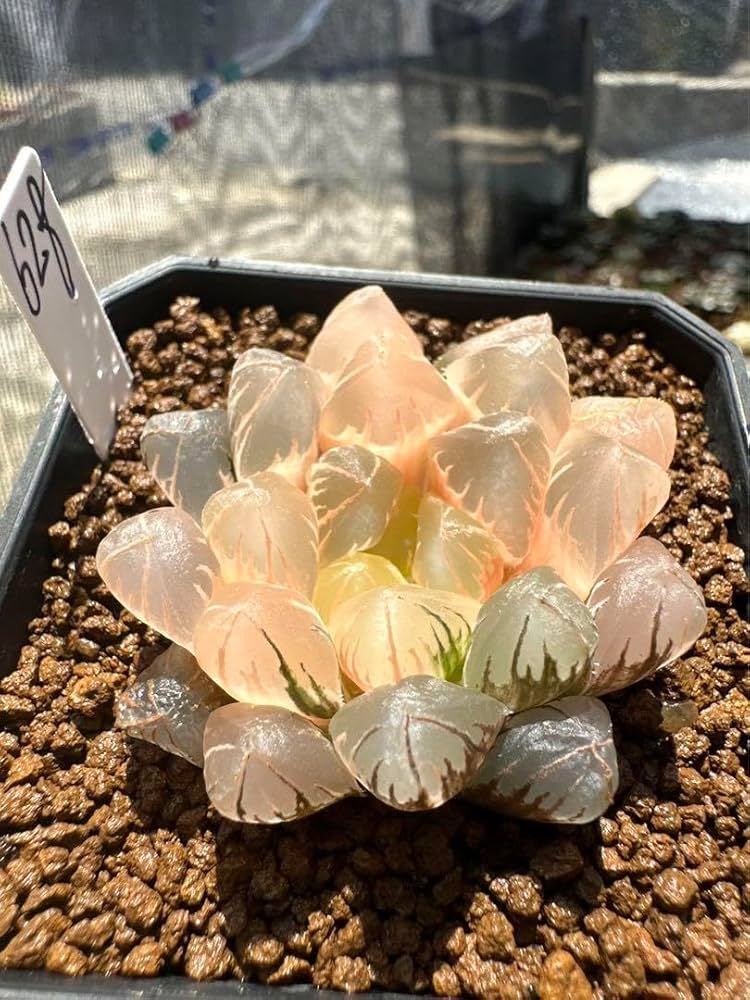 多肉植物 ハオルチア モルドール錦 糊斑