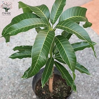 Amazon.co.jp: ITANSE マンゴー ナンドクマイ 6号 1個売り 果樹