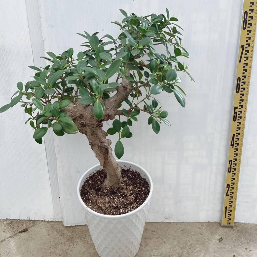 Amazon.co.jp: ガジュマル 盆栽風 約8号 陶器鉢受け皿無し 品種レア