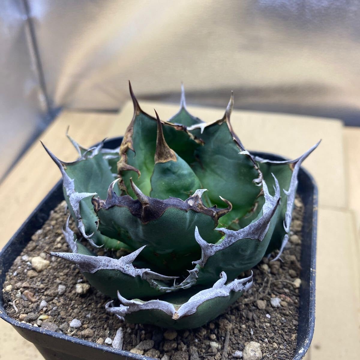 Amazon.co.jp: 種 Agave titanota FO-076 アガベ チタノタ オテロイ FO