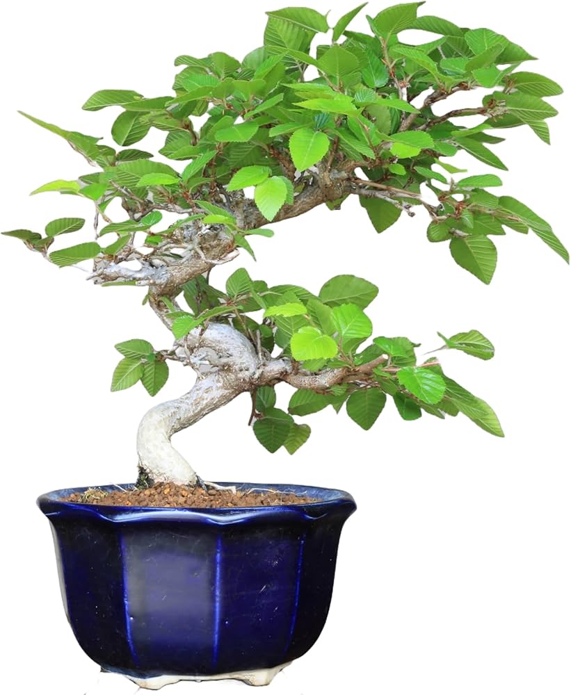 Amazon.co.jp: 『岩四手』イワシデ 小品盆栽【泰寿園 Online】 : DIY