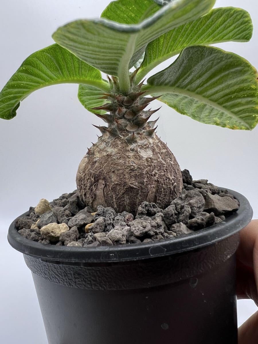 瓜膚楓（ウリハダカエデ）盆栽 SS003 瓜膚楓（ウリハダカエデ）盆栽