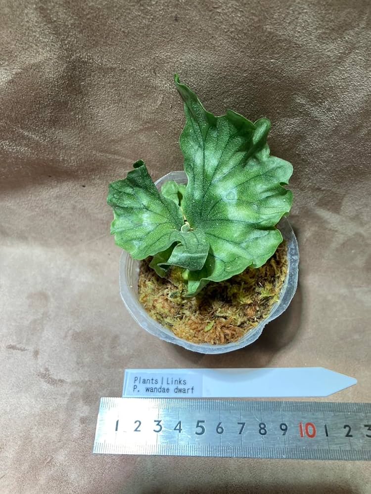 Amazon｜【Plants Links】ビカクシダ ワンダエ ドワーフ wandae dwarf