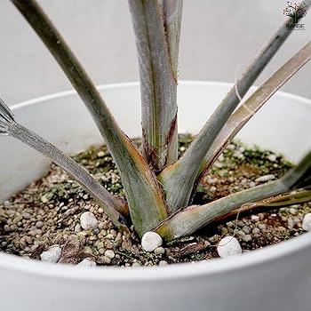 Amazon｜ビスマルキア・ノビリス シルバー7号【品種で選べる観葉植物