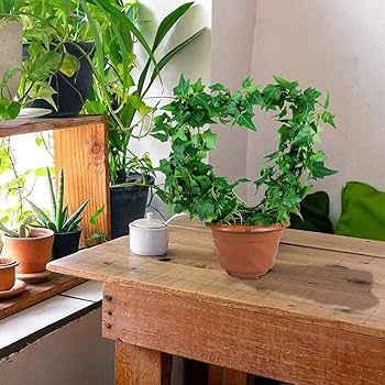 Amazon | Vanow 園芸支柱*2 32cm*23cm ハート型支柱 観葉用 DIY 植物