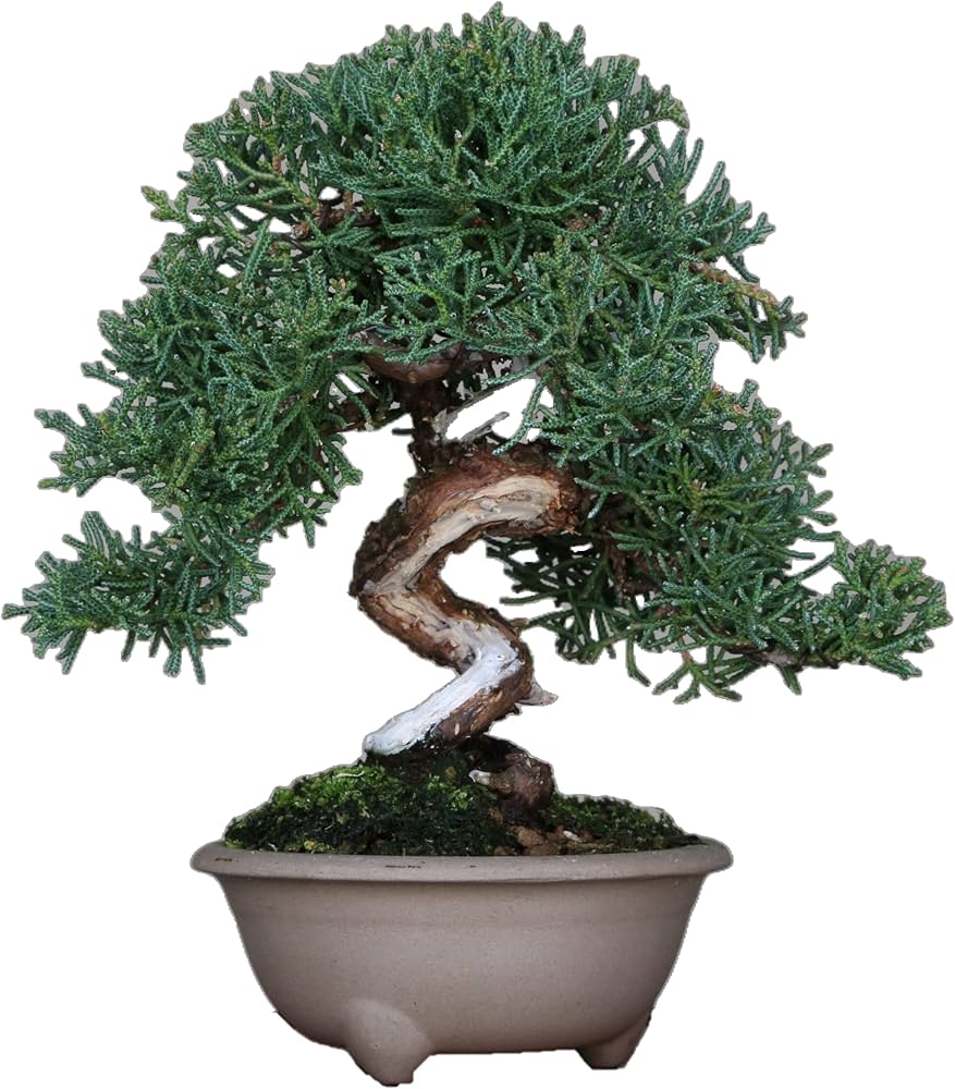 Amazon.co.jp: 四国真柏 ミニ盆栽（捻転・ジン・シャリ）【泰寿園