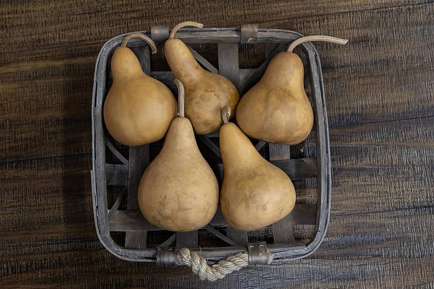 Amazon.co.jp: 乾燥マーチンひょうたん5個入りボックス - 直径3インチ