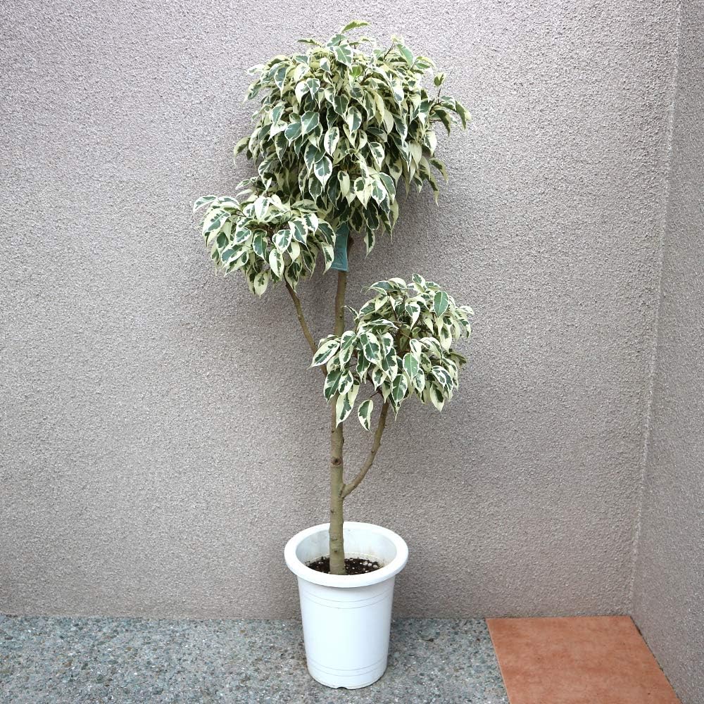 宜興紫砂鉢 金玉満堂多肉植物鉢 紫砂鉢 盆栽鉢 植木鉢 小品盆栽鉢