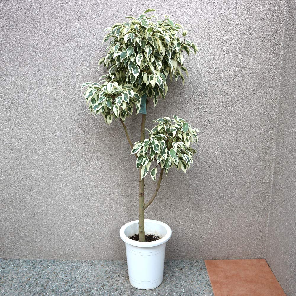 Amazon｜フィカス ベンジャミン スターライトビューティークイーン 7号