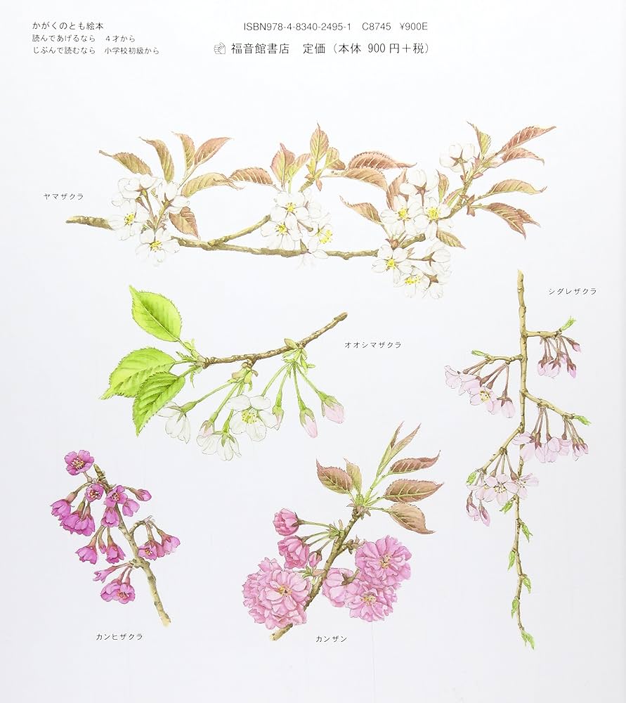 さくら (かがくのとも絵本) | 長谷川 摂子, 矢間 芳子 |本 | 通販 | Amazon