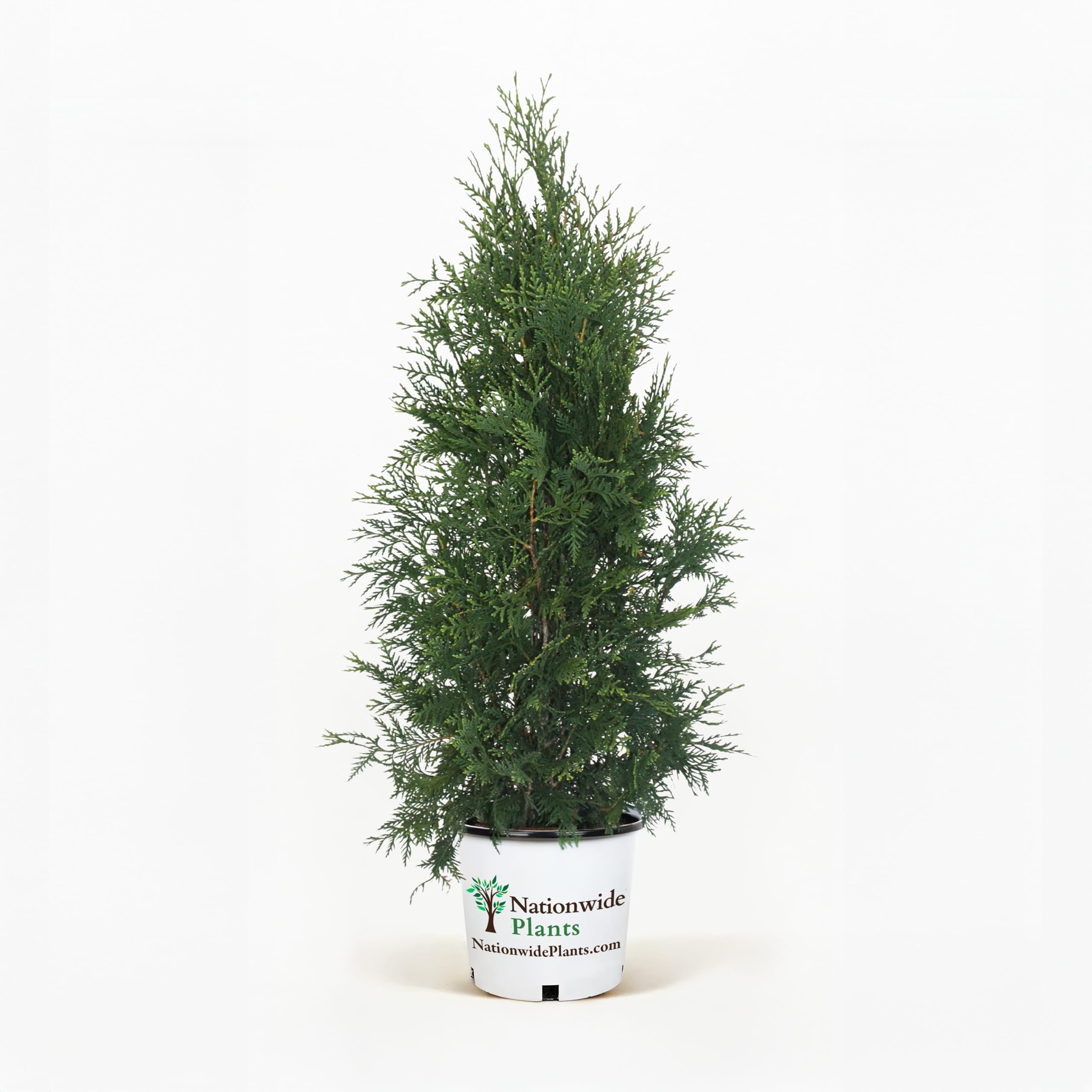 Amazon.com : Thuja Green Giant Trees 4-5 ft. / Single : Patio