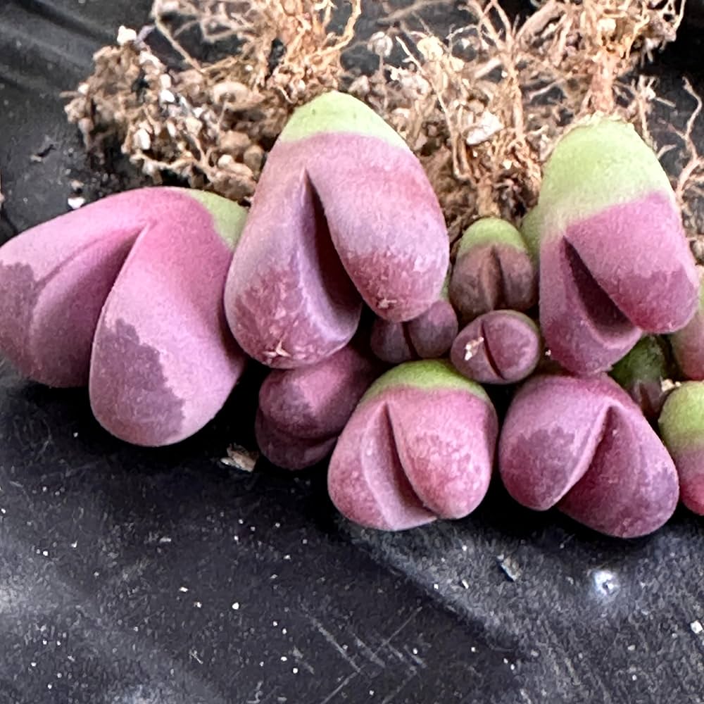 Amazon.co.jp: 多肉植物 リトープス (紅大内玉) 種子10粒 カラー画像