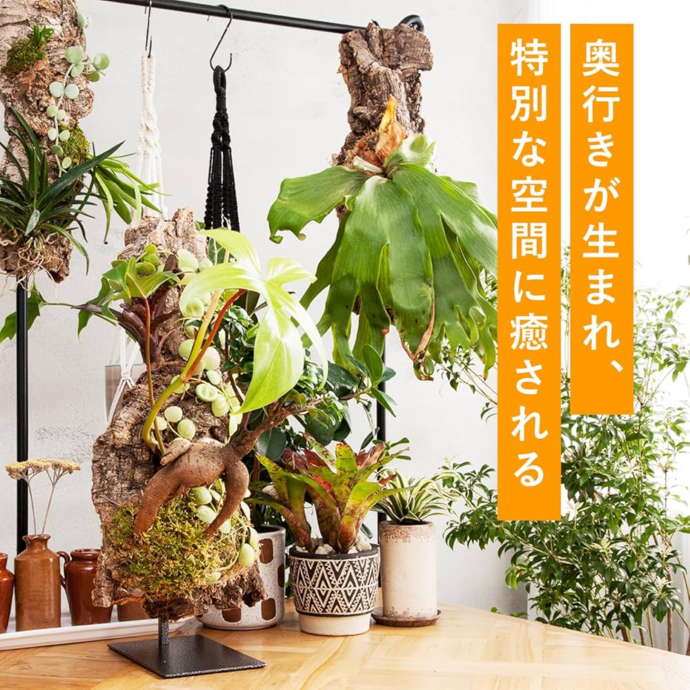 Amazon | PLANTENT 植物ディスプレイスタンド T.P.Stand ビカクシダ
