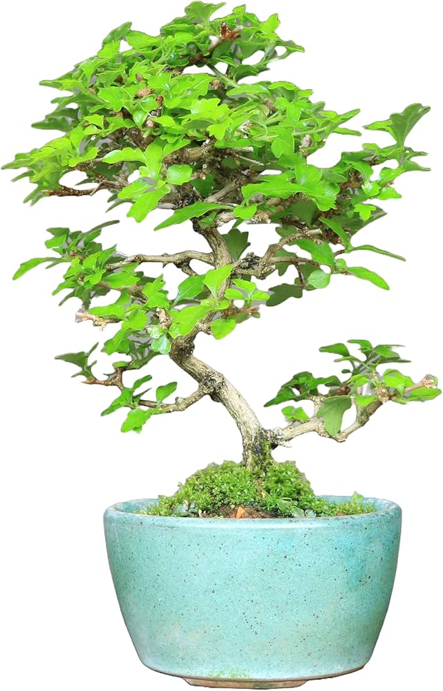 Amazon.co.jp: 『匂い楓』ニオイカエデ 小品盆栽【泰寿園 Online