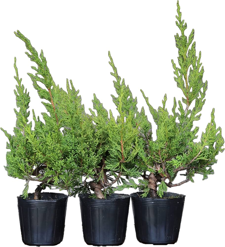Amazon.co.jp: 糸魚川真柏 盆栽 素材・苗木 3本セット【泰寿園 Online