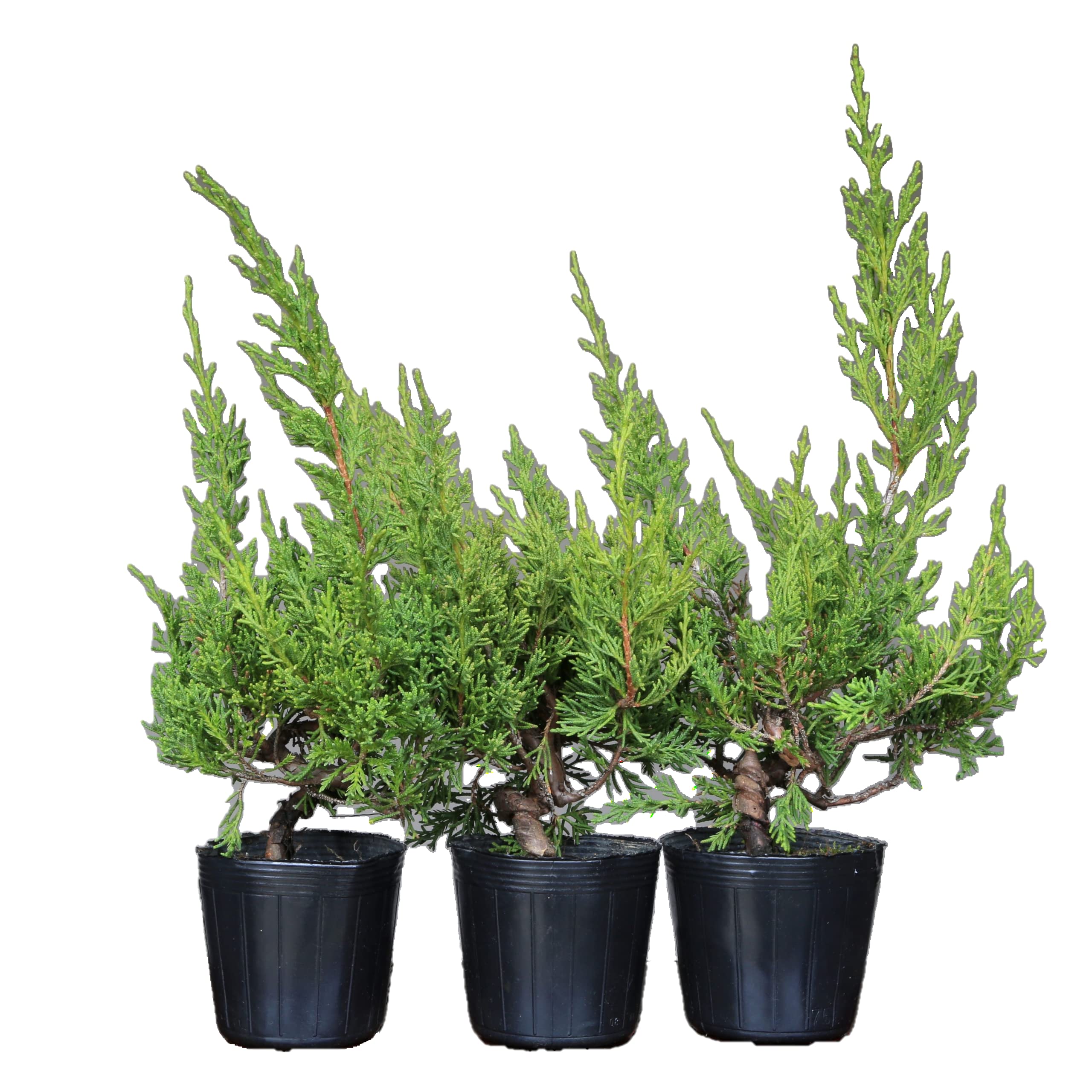 Amazon.co.jp: 糸魚川真柏 盆栽 素材・苗木 3本セット【泰寿園 Online