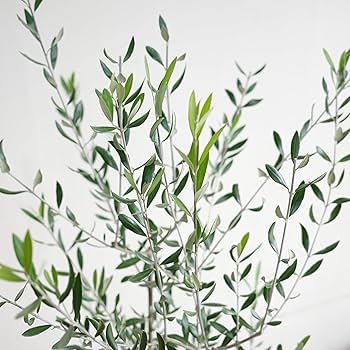 Amazon｜オリーブの木 観葉植物 本物 インテリア ホワイトセラアート鉢