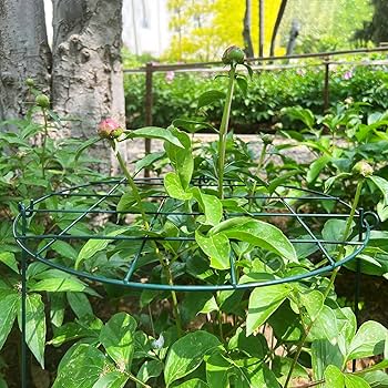 81yXSdgbQZL._AC_UF350,