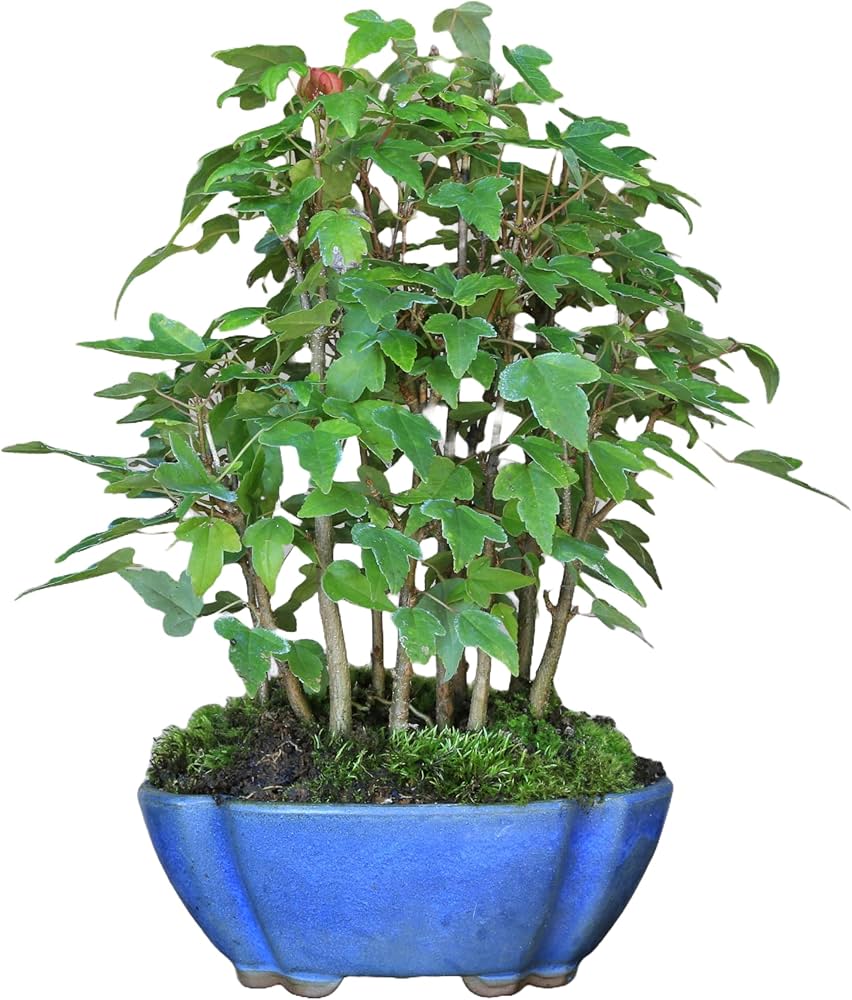 Amazon.co.jp: カエデ【楓】寄せ植え 小品盆栽【泰寿園Online】 : DIY