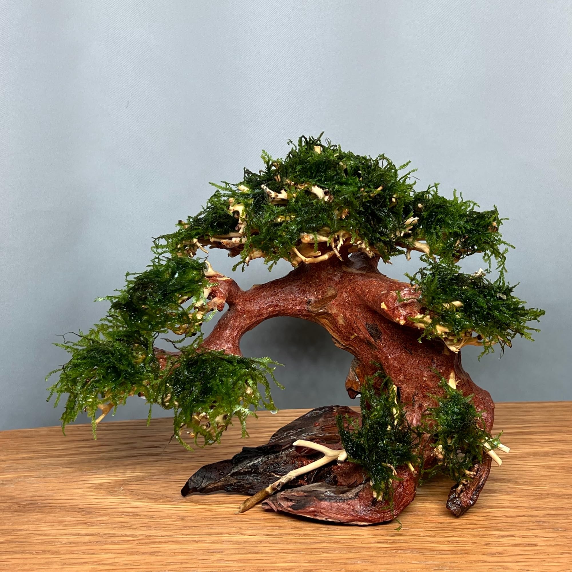 Amazon | ミニ盆栽流木 サイズ(幅20cm 奥12cm 高15cm) 小型の卓上水槽