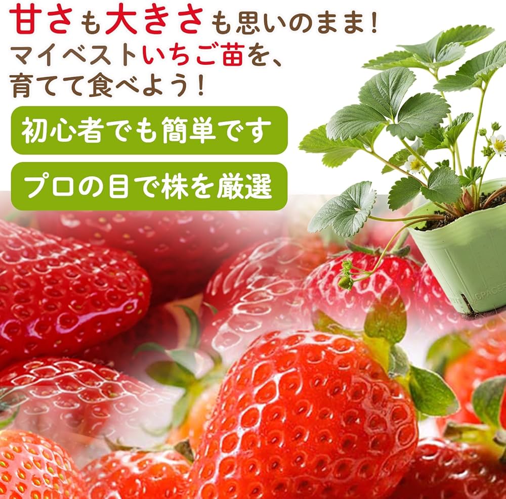 Amazon.co.jp: 【 イチゴ 】 選べる イチゴ 苗 1ポット【とよのか